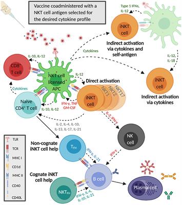 Modulation of Immune Responses to Influenza A Virus Vaccines by Natural Killer T Cells